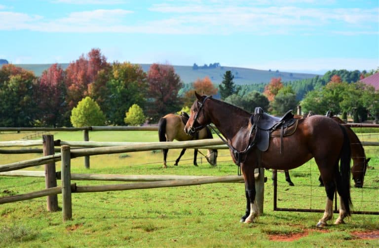 Horse Riding